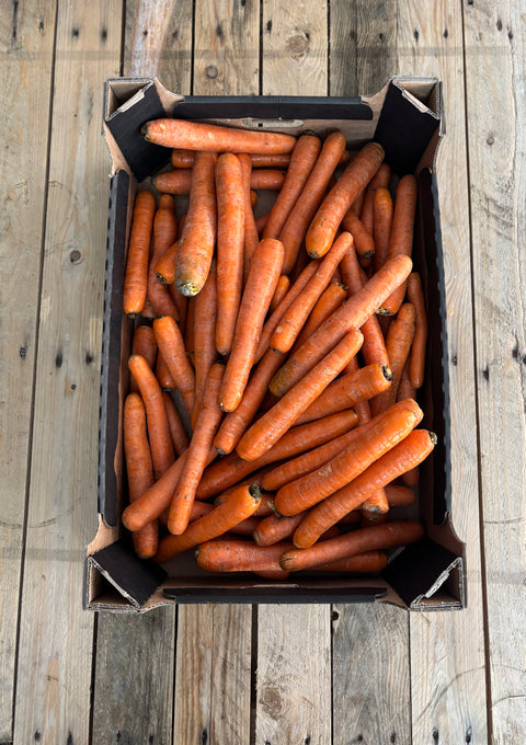 Wortelen (biologisch)