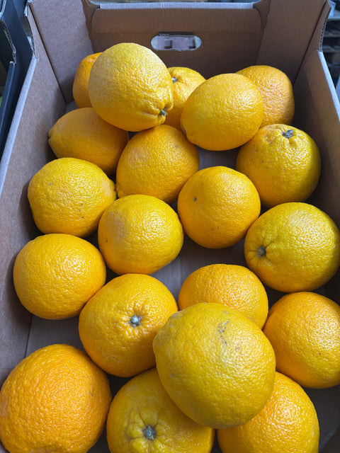 Sinaasappel XL (biologisch)