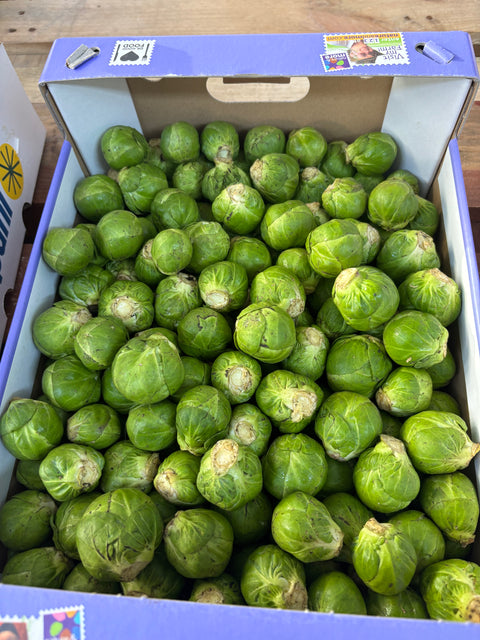 Spruiten (biologisch)