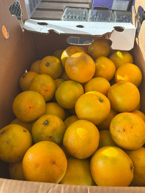 Sinaasappelen (Valencia) (biologisch)