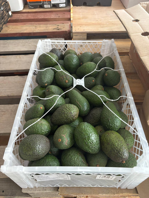 Baby Avocado (biologisch)